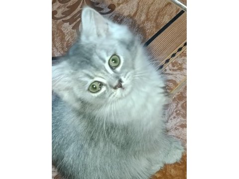 Yavru kediler