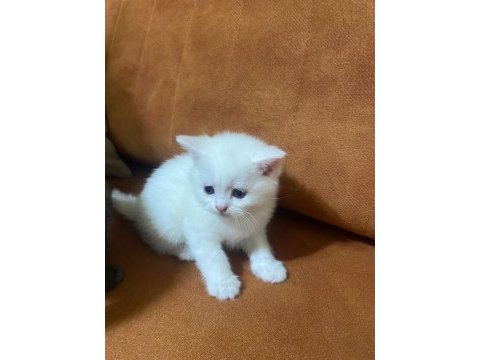 Tatlı yavru british shorthair
