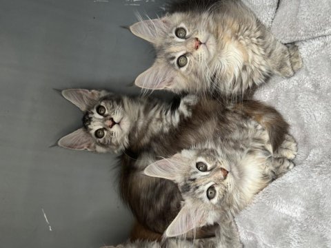 Renk güzelleri maine coon