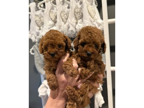 Güzellik abidesi poodle bebekler