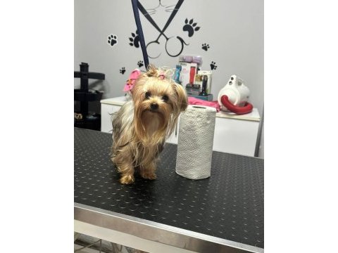 Şecereli akıllı bir kız yorkshire terrier