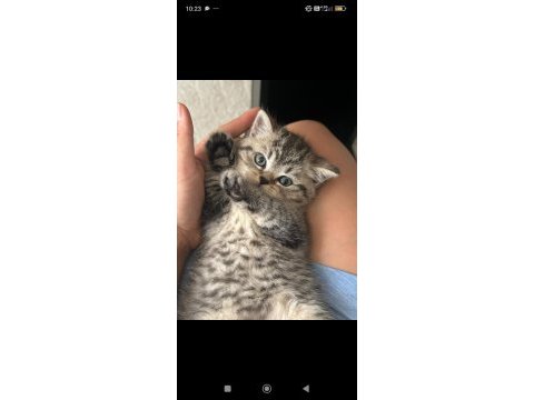 Brıtısh shorthaır sılver tabby