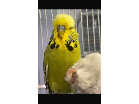 Ele alıştırmalık jumbo muhabbet yavruları