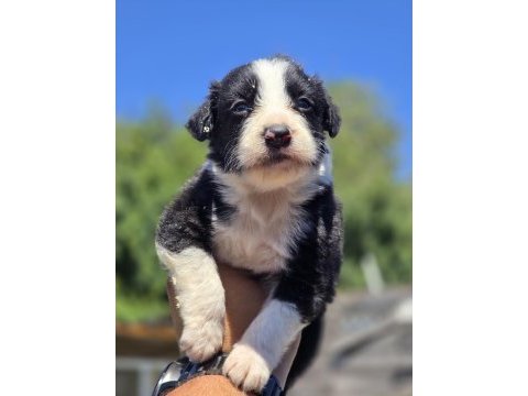 Border collie safkan premıum yavrular
