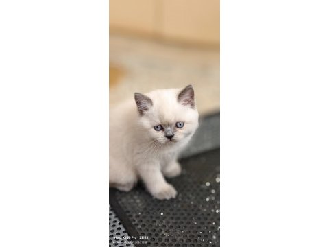 Blue point british shorthair