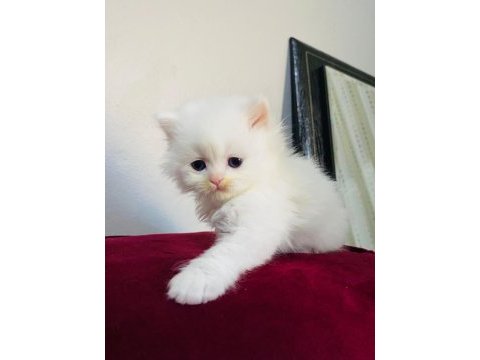 British longhair beyaz yavru