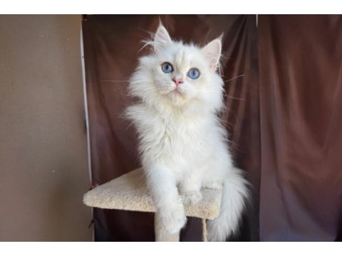 Beyaz british longhair koca kafa