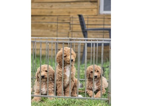 Avrupa kan hattı dev poodle yavruları