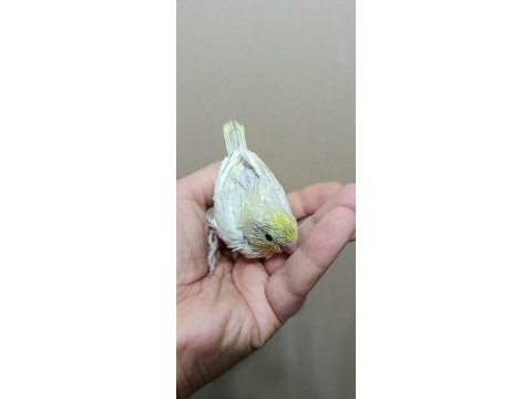 Gökkuşağı forpus papağanı
