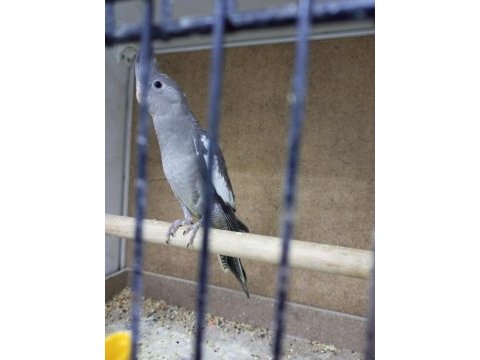 Sultan papağanı 2-2,5 aylık