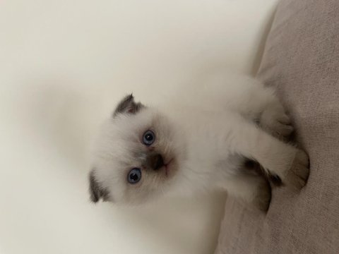 Scottish fold bluepoint ve gri renk