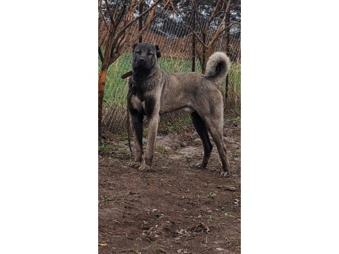 Sivasın dev kangal köpekleri