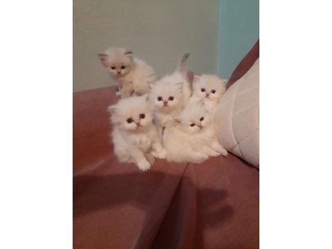 Orjinal british longhair erkek yavru iki aylık antalya