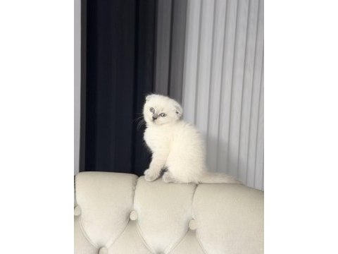 Minik scottish fold yavrularımıza yuva arıyoruz