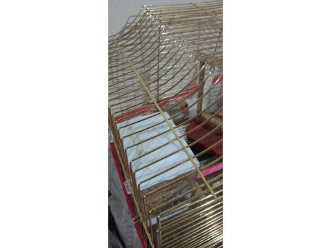 Muhabbet kuşlar sahiplerini arıyor