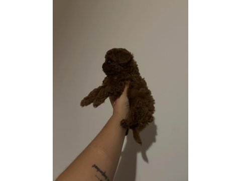 Kore toy poodle yavrular