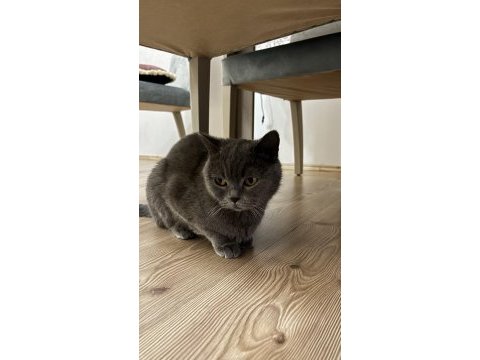 British shorthair dişi