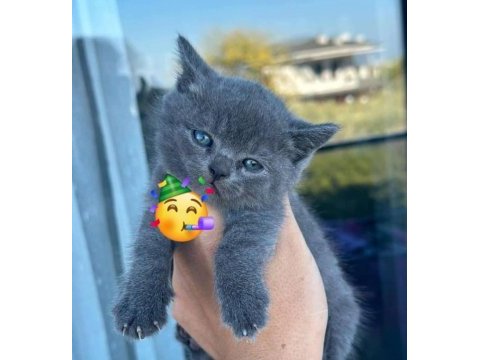 British shorthair dişi