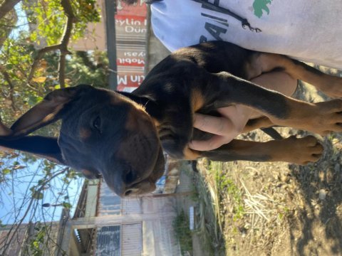 Orijinal kaliteli doberman yavruları