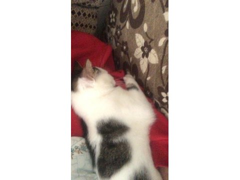 Çok uslu ve akıllı tekir kedisi
