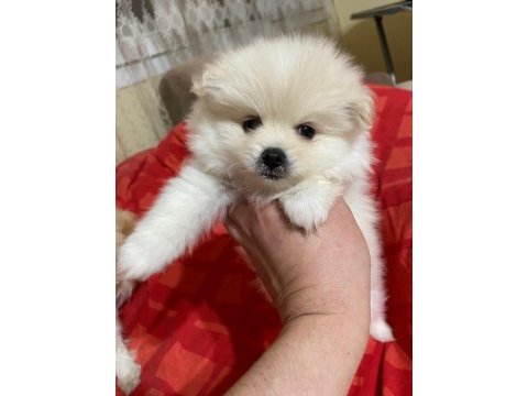 2 dişi pomeranian spitz - show line gülen yüz hatlı