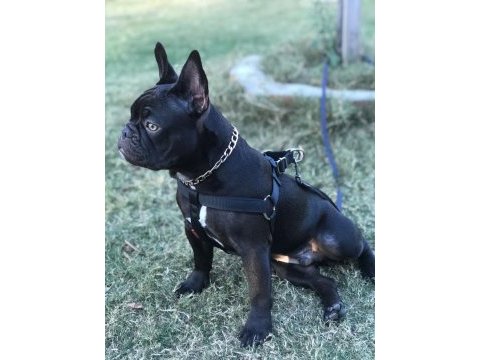 10 aylık erkek evde bakıldı harika anatomi french bulldog