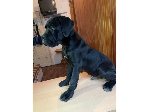 A kaliteli cane corso yavrular