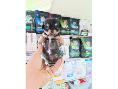 Minnacık teacup longhair chihuahua