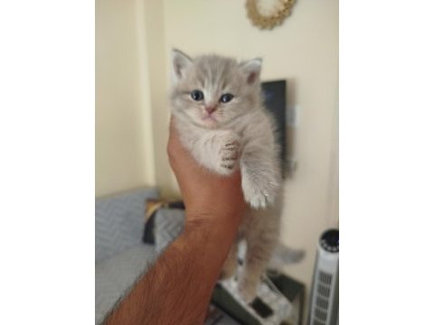 British longhair dişi yavru