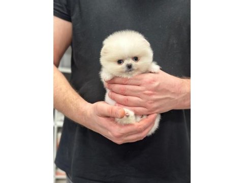 Pomeranian boo köpekler