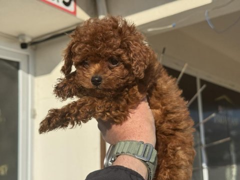 Petmode köpek çiftliğinden tea cup kore poodle
