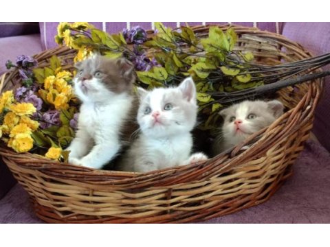 Bicolor british shorthair yavrular rezerveye açık