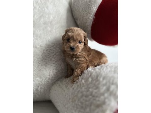 Teacup f1 maltipoo