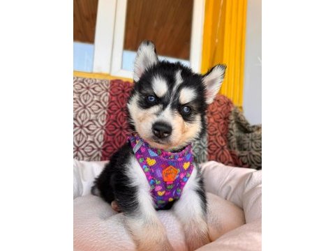 Mükemmel gözleriyle husky sibirya kurdu yavrularımız