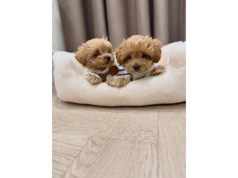 Irk garantili maltipoo yavruları