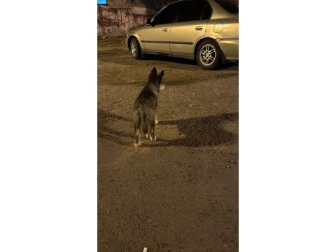 3 aylık safkan sibirya kurdu dişi