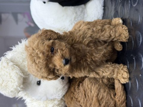 40 günlük mini poodle yavru – yeni yuvasını arıyor