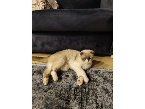 Ücretsiz scottish fold oğlumuza yeni yuva arıyoruz