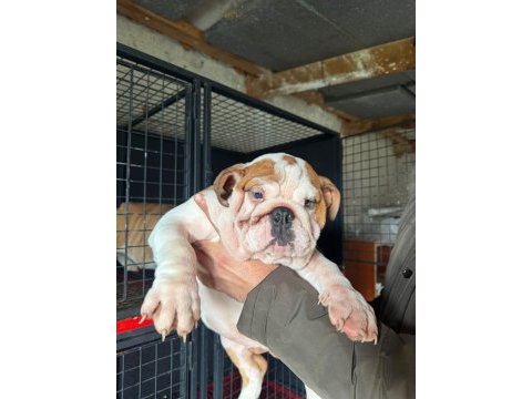 Üst düzey bulldog dişi yavrular