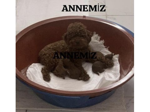 10 güne teslim kore anne babadan safkan kore poodle bebekler