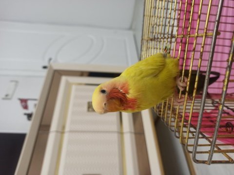 Bebek sevda papağanlar