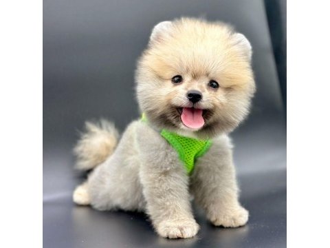 Sevimli pomeranian boo yavrularımız