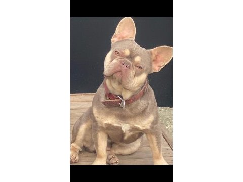 İzmirden french bulldog yavrularımız