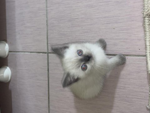 Kedimiz çok tatlı olup anne ve babası safkan ırktır