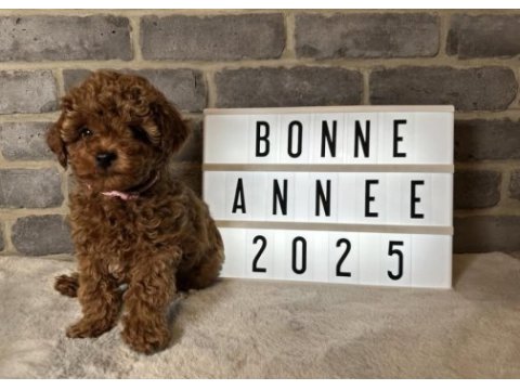 Erkek dişi poodle bebekler