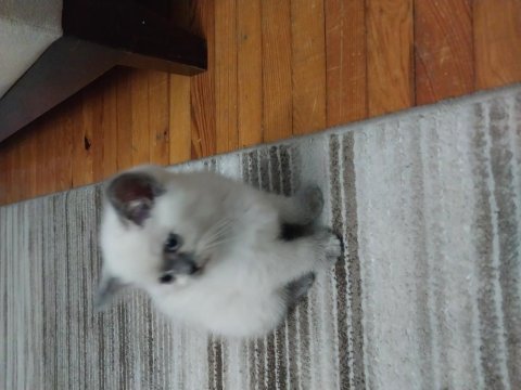 Yavru scottish fold kediler