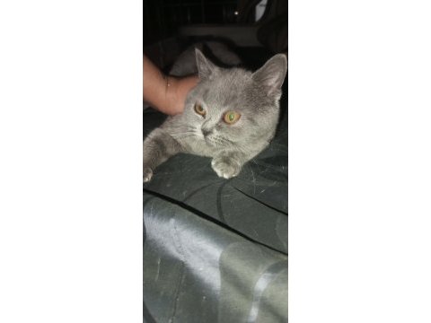 3 aylık dişi british shorthair