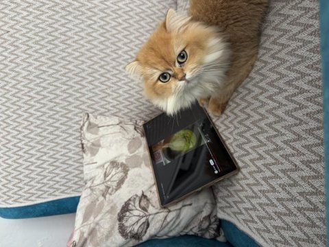 Erkek british longhair