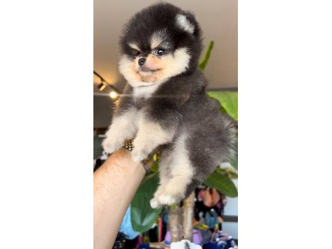 Pomeranian boo ayı yüz
