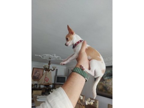 A kalite meksika chihuahua (şivava) yavruları